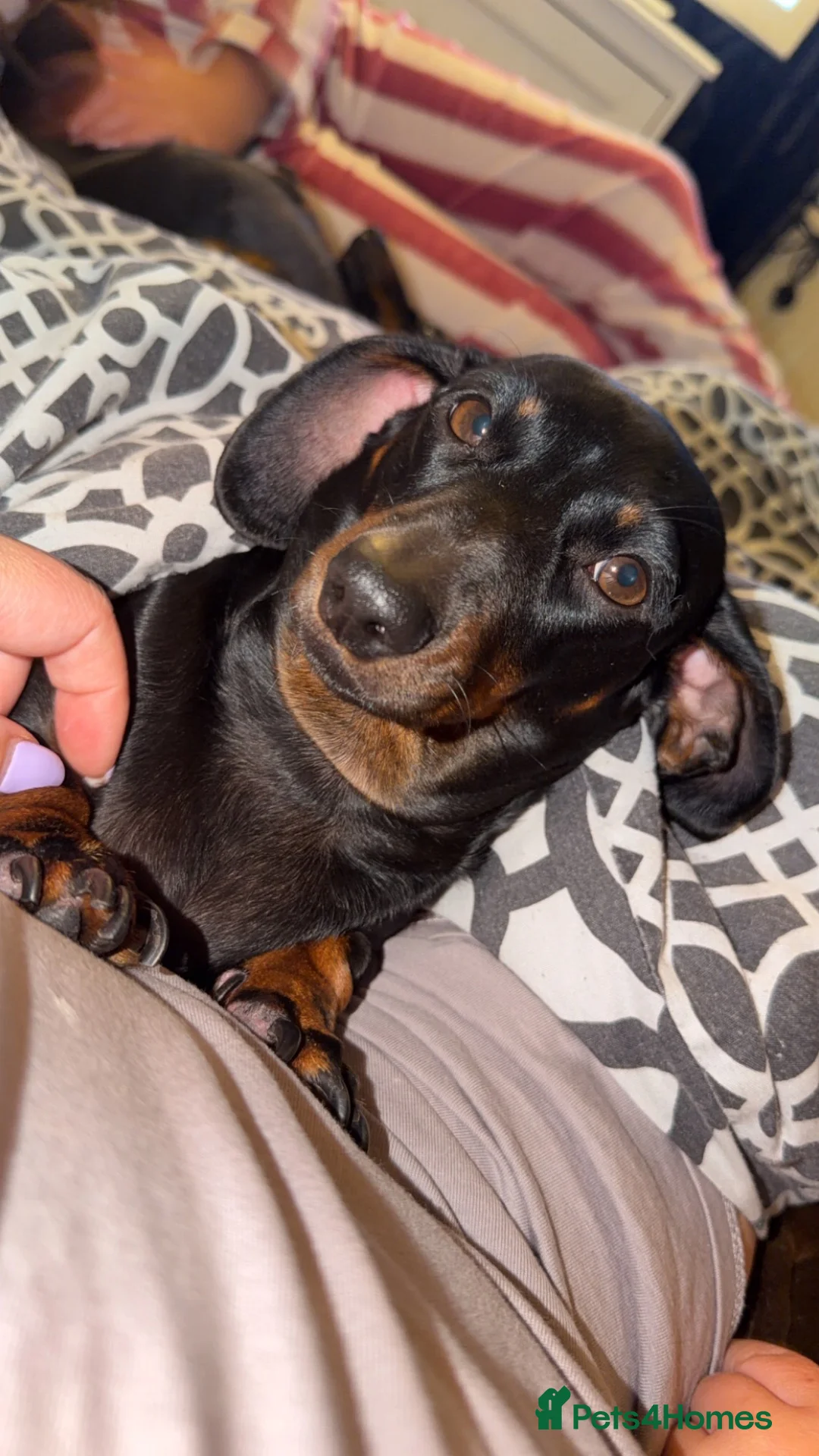 Miniature Dachshund dogs for sale: Miniature Smooth haired Dachshund Puppies MALE  - Advert 1