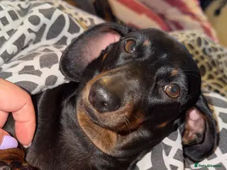 Miniature Dachshund dogs Miniature Smooth haired Dachshund Puppies MALE - Advert 1
