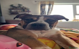Mixed Breed dogs for sale: Female looking for home - Image 10