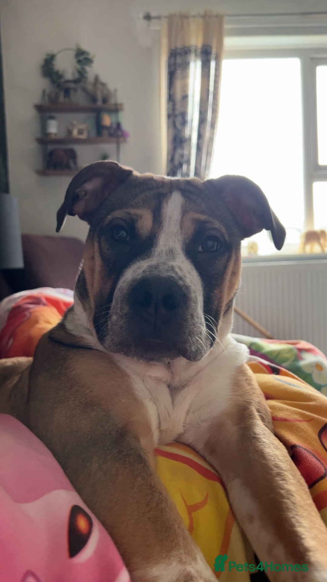 Mixed Breed dogs for sale: Female looking for home - Image 10
