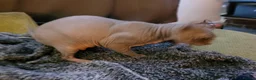 Sphynx cats for sale: Lovely boy sphynx cat in Crediton - Advert 4