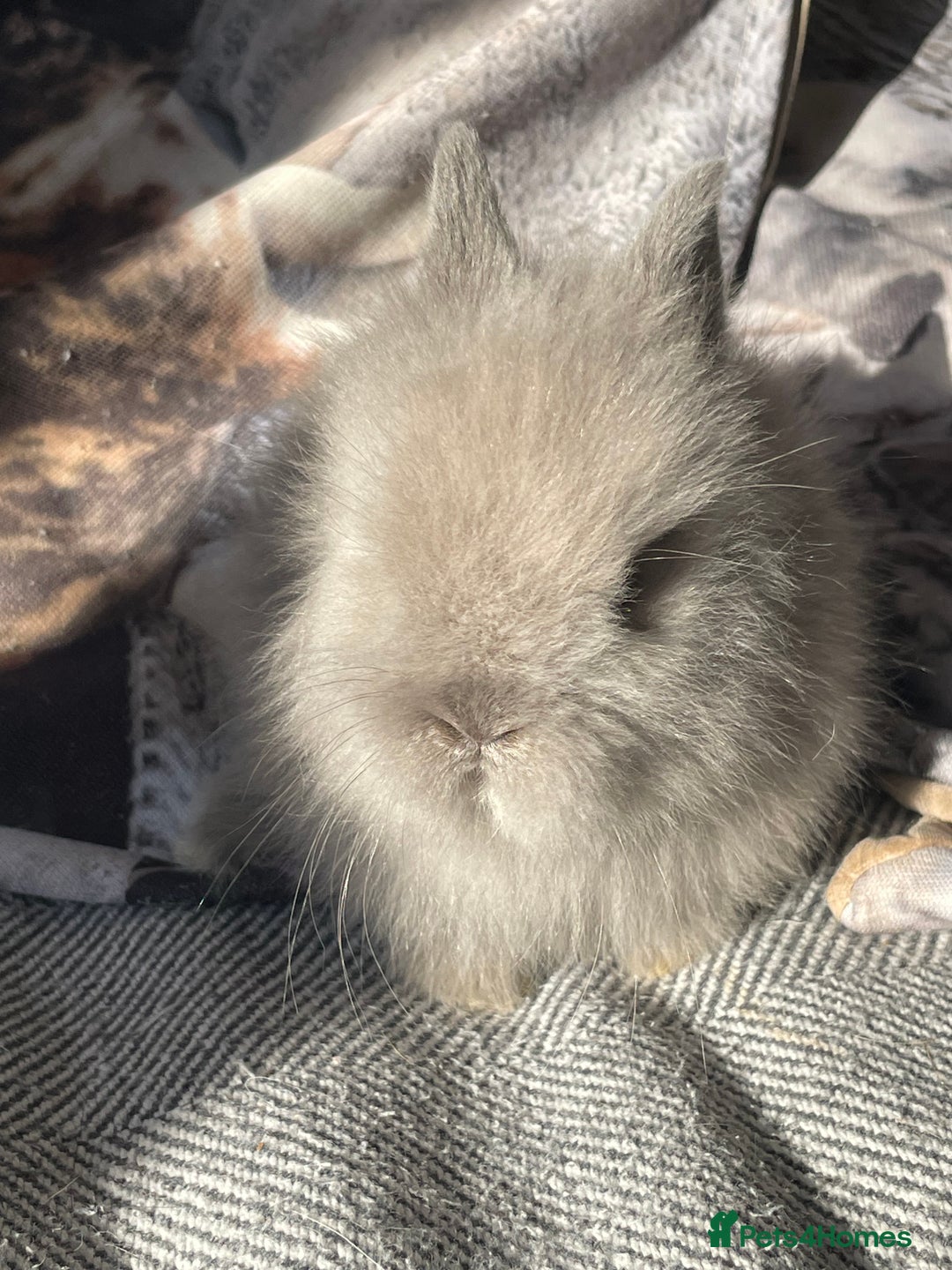 Lionhead rabbits for sale: One male left. Blue eyes. Orange and white - Image 2