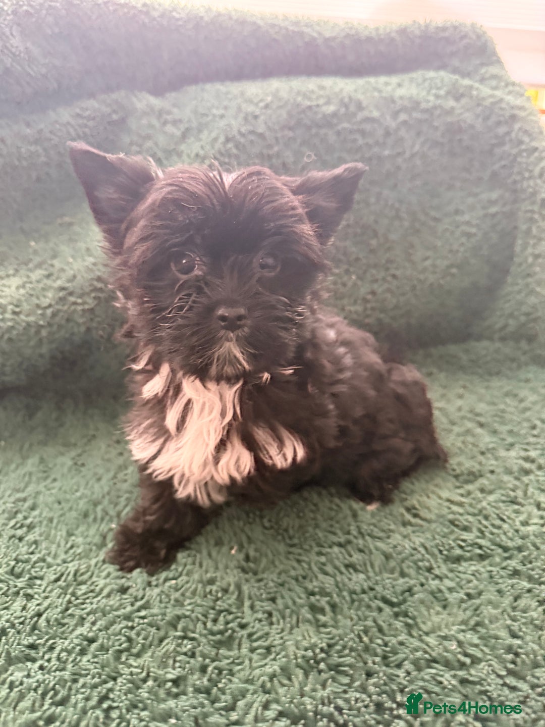 Yorkshire Terrier dogs for sale: 🐶🐶Black Yorkie  ready to rehome 🐶🐶 - Advert 7