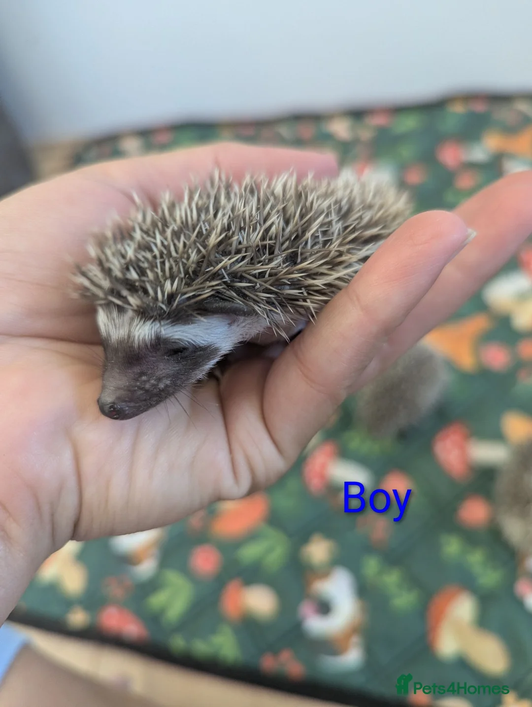 Pygmy Hedgehog rodents for sale: African pygmy hedgehog babies - regularly for sale - Advert 2