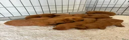 Cockapoo dogs for sale: F1 Cockerpoo Puppies  - Advert 14