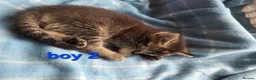 Mixed Breed cats for sale: Beautiful kittens looking for their forever homes  - Advert 19
