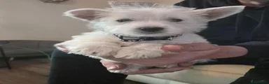 West Highland Terrier 3