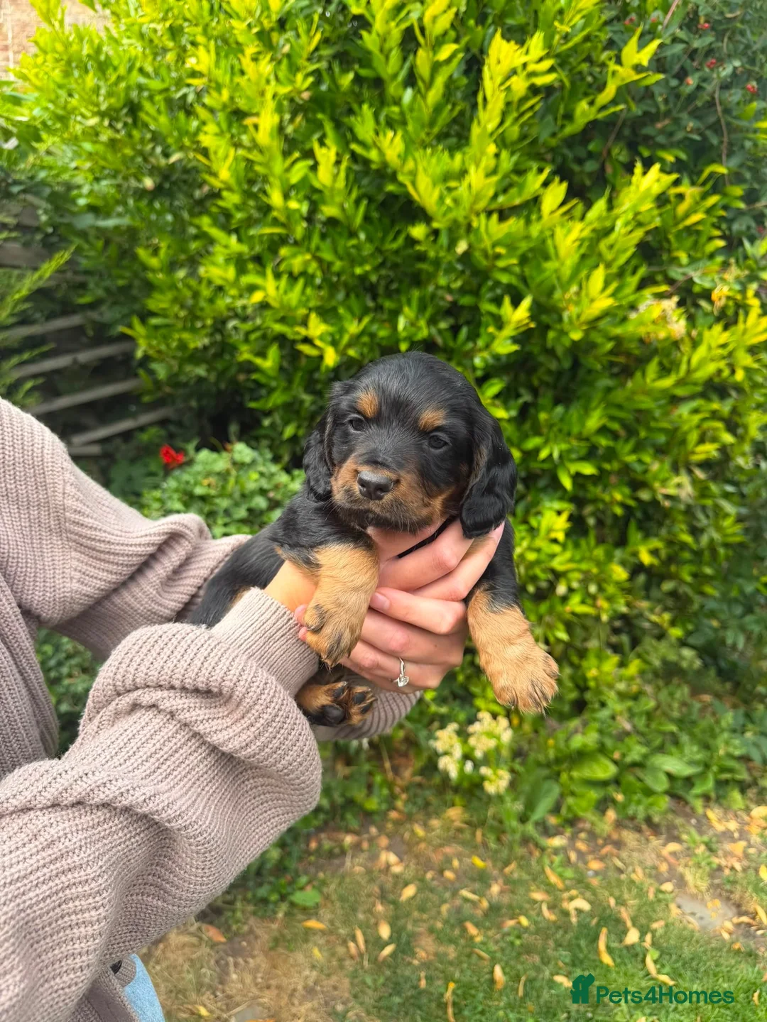 Cocker Spaniel dogs for sale: ** KC reg working Cocker Spaniels **  in Thirsk - Advert 1