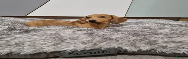Dachshund 3