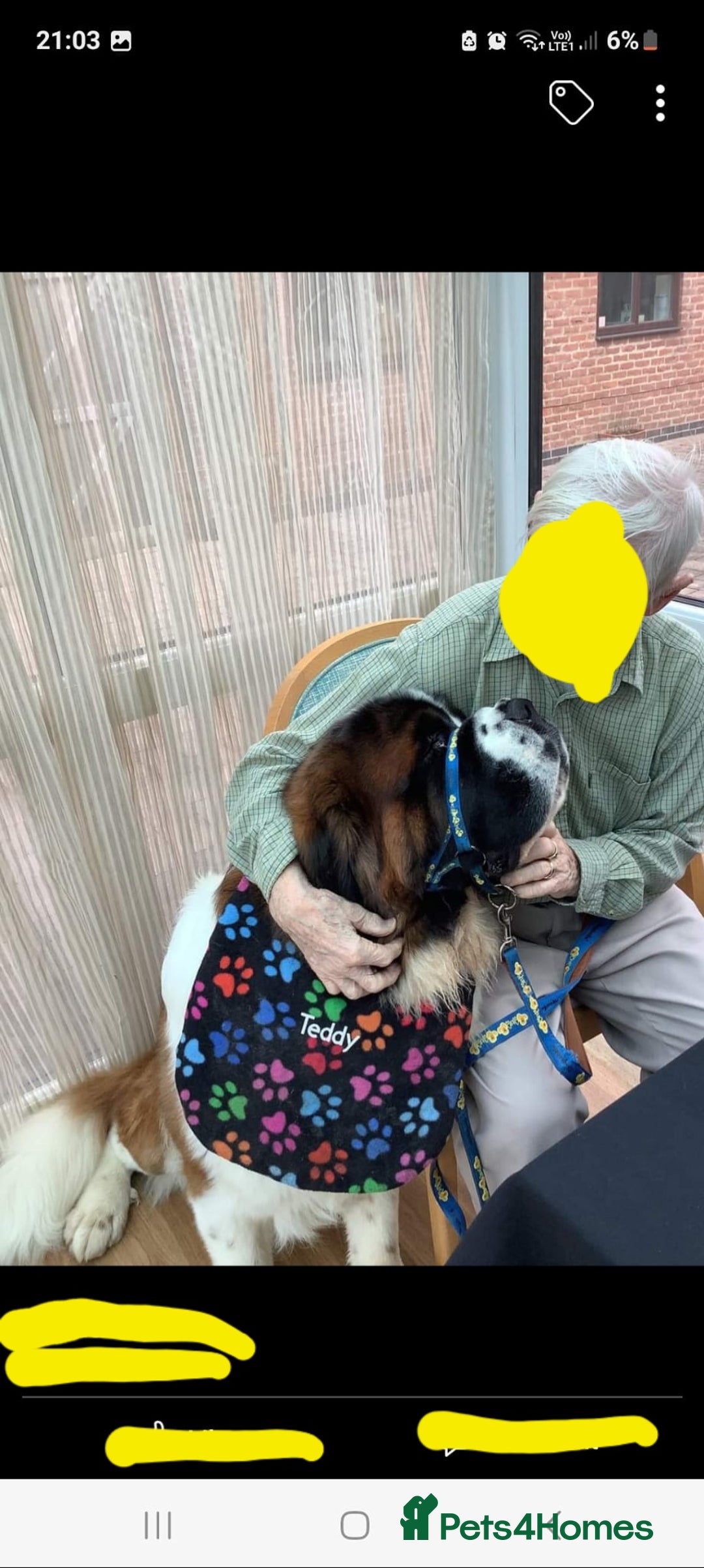 Saint Bernard dogs for stud: Stunning KC reg saint Bernard for stud.  in Chester - Image 11