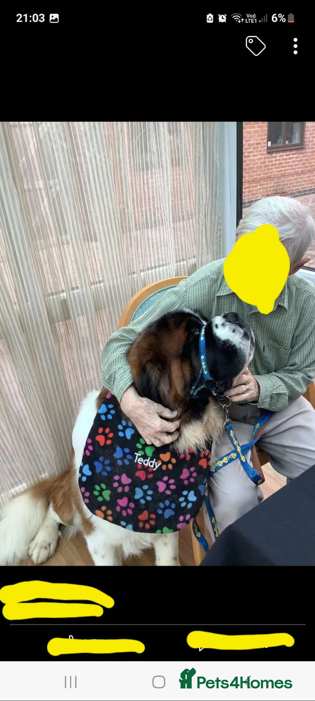 Saint Bernard dogs for stud: Outstanding KC reg saint Bernard for stud.  in Chester - Advert 11