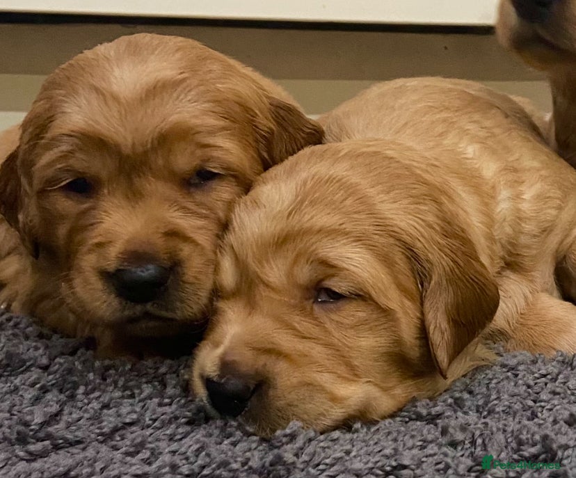 Golden Retriever dogs Gorgeous kc red  golden retriever puppies  - Advert 15