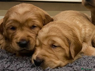 Golden Retriever dogs for sale - Advert 1