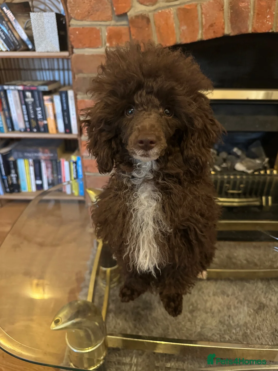Toy Poodle dogs for sale: Rehoming KC chocolate toy poodle boy - Advert 1