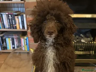 Toy Poodle dogs Rehoming KC chocolate toy poodle boy - Advert 3