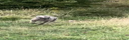 Weimaraner dogs for sale: Weimaraner   - Advert 8