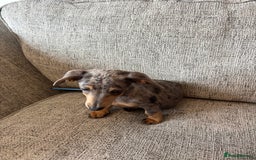 Miniature Dachshund dogs for sale: Miniature dachshund - Image 5