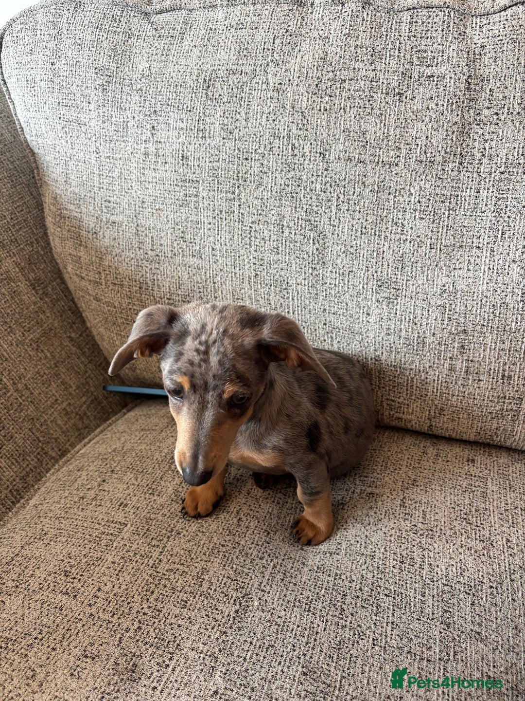 Miniature Dachshund dogs for sale: Miniature dachshund - Image 5