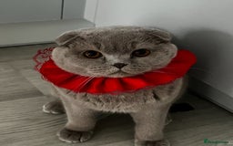 Scottish Fold cats for sale: Bruce Scottish Fold  - Image 1