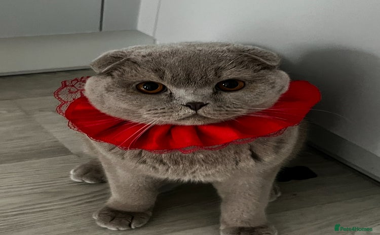 Scottish Fold cats - Advert 5