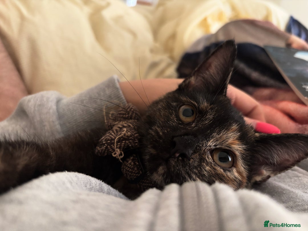 Mixed Breed cats for sale: 2 female kittens 3 months and 6 months - Image 7
