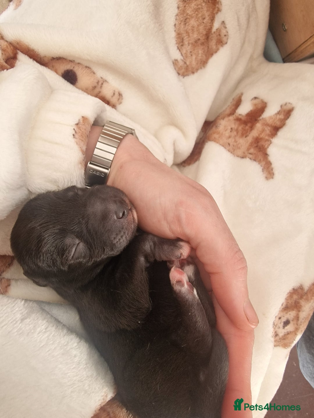 Mixed Breed dogs for sale: Highest Quality Bedlington Whippets  - Advert 6