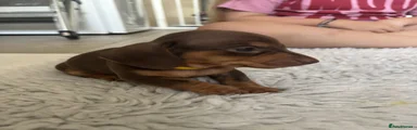 Miniature Dachshund Puppy 1