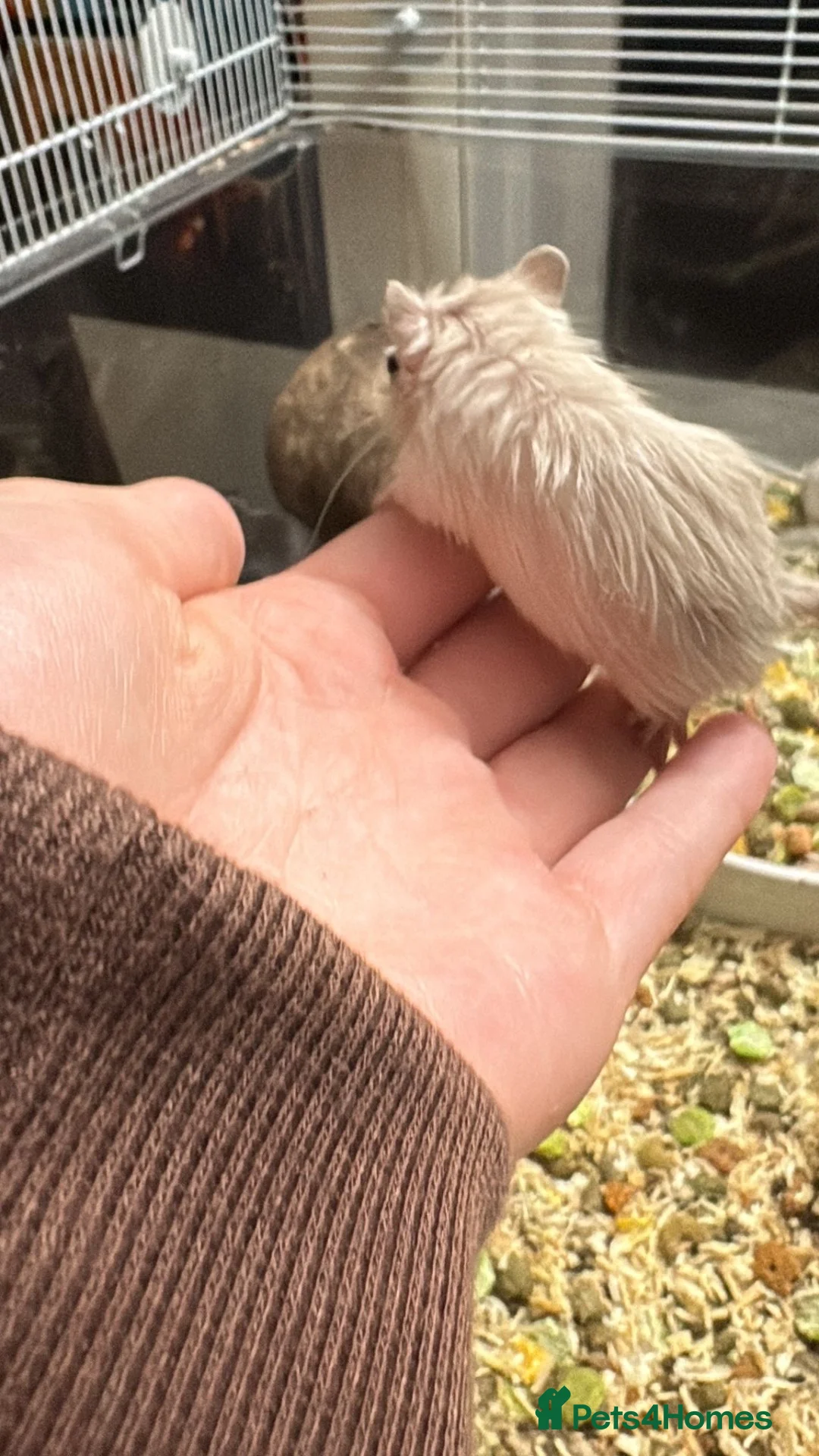 Gerbil rodents for sale: Gerbils in Stanford-le-Hope - Advert 3