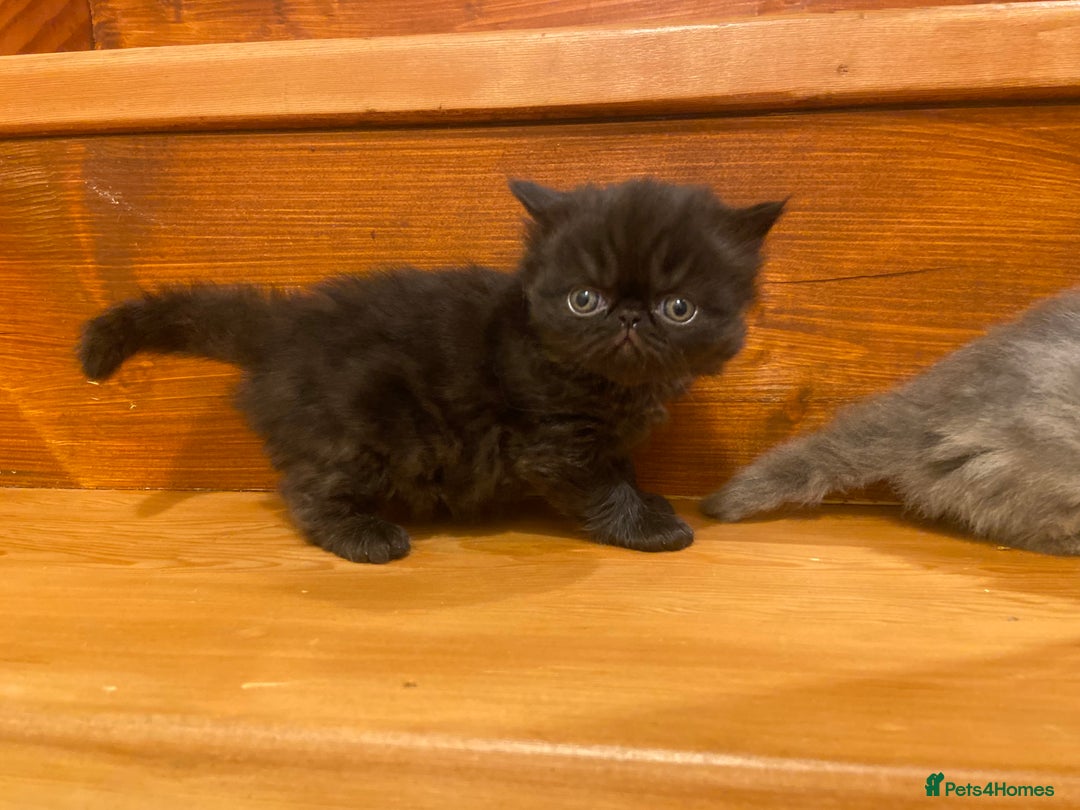 Persian cats for sale: Stunning pedigree Persian kittens - Advert 20