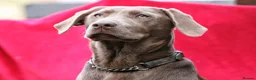Labrador Retriever dogs for sale: Working Labrador Puppies in Warwick - Advert 10