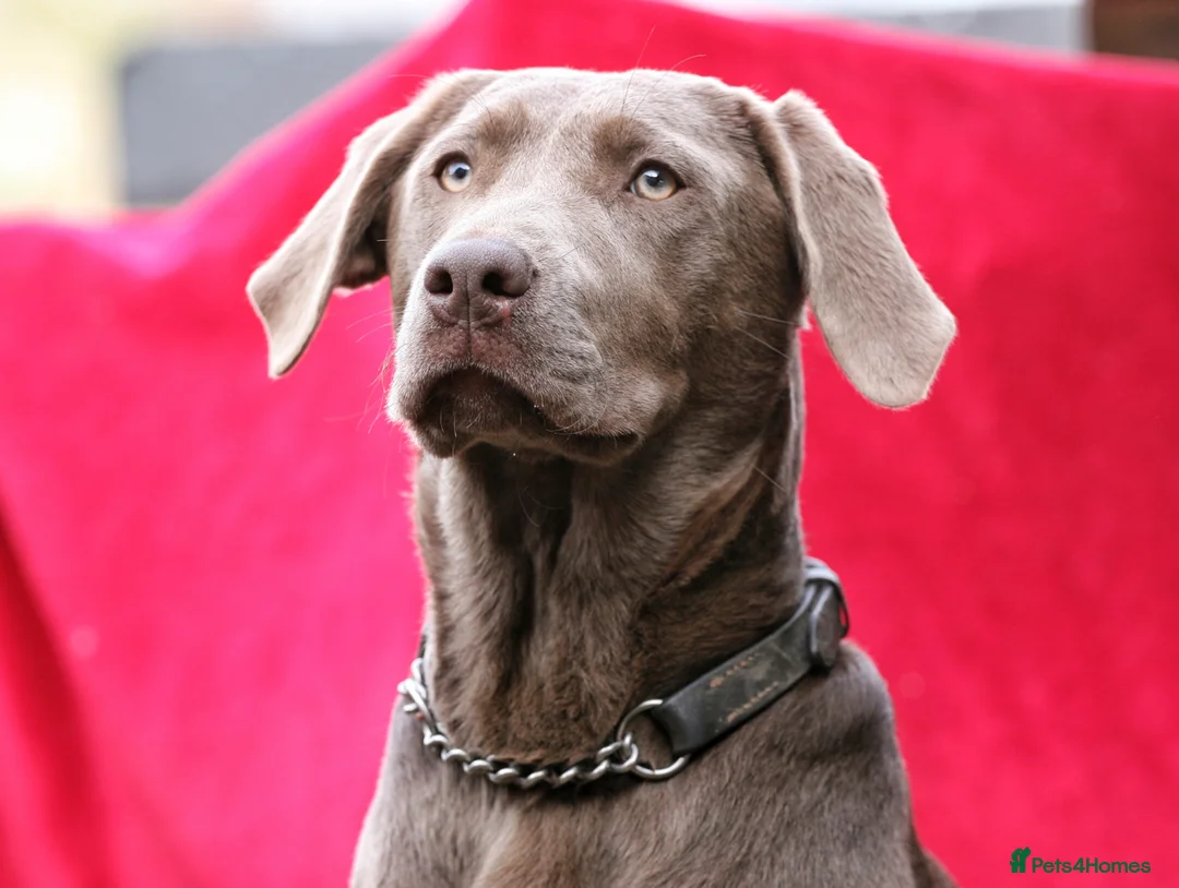 Labrador Retriever dogs for sale: Working Labrador Puppies in Warwick - Advert 10