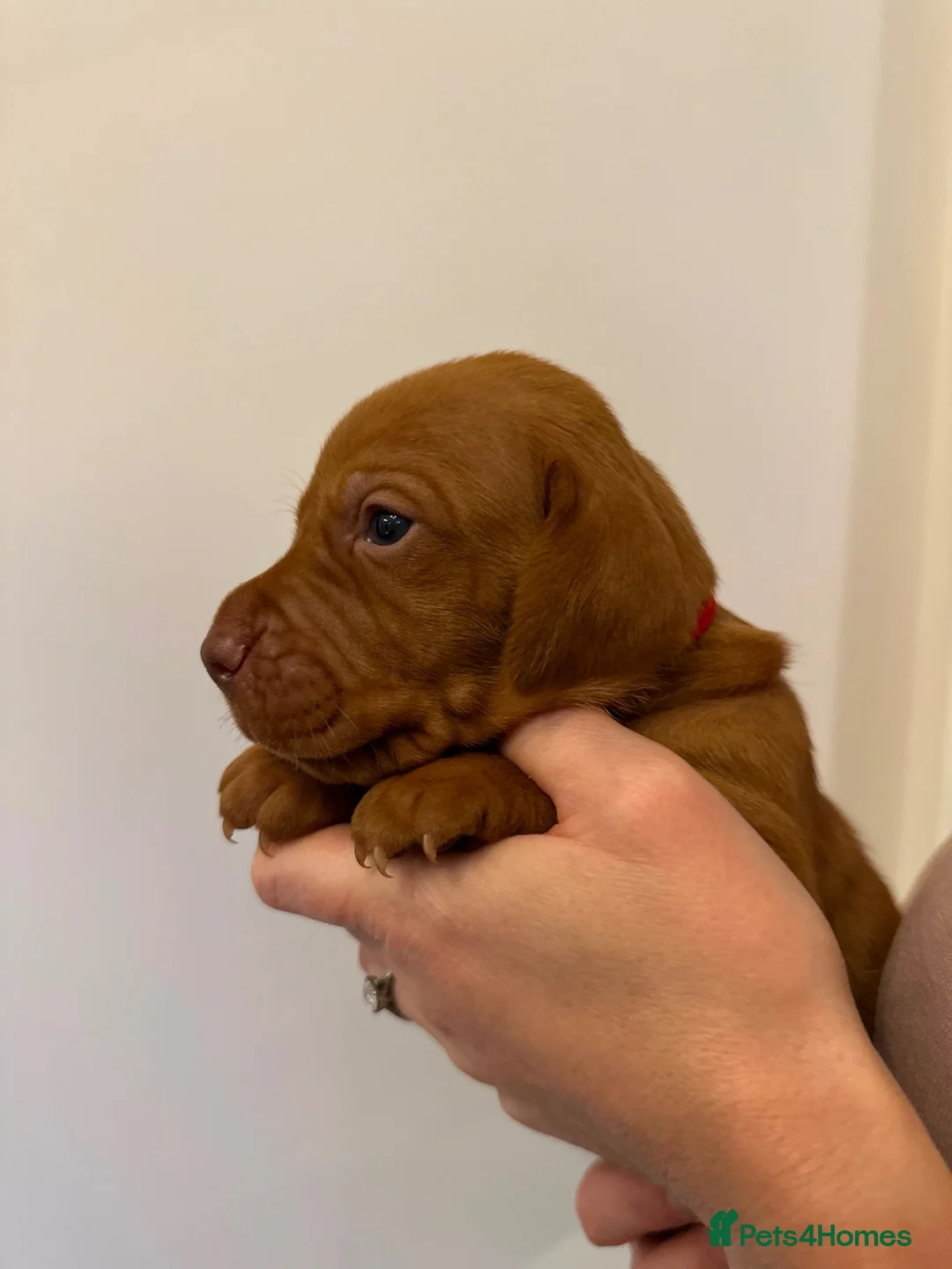 Hungarian Vizsla dogs for sale: EXCEPTIONAL HUNGARIAN VIZSLA PUPPIES in Sleaford - Advert 18