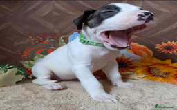 Great Dane dogs for sale:  Beautiful Great Dane Pups-Ready for Forever Homes - Image 12