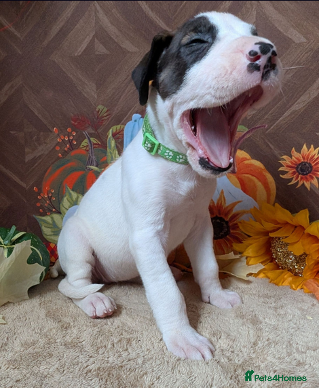 Great Dane dogs for sale:  Beautiful Great Dane Pups-Ready for Forever Homes - Image 12