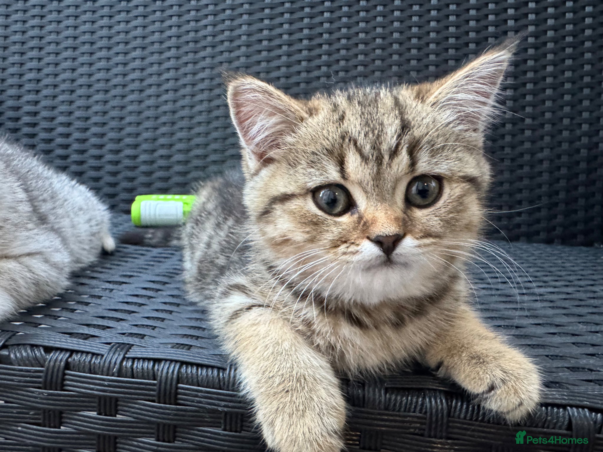 British Shorthair cats British Shorthair X Scottish Fold - Advert 2