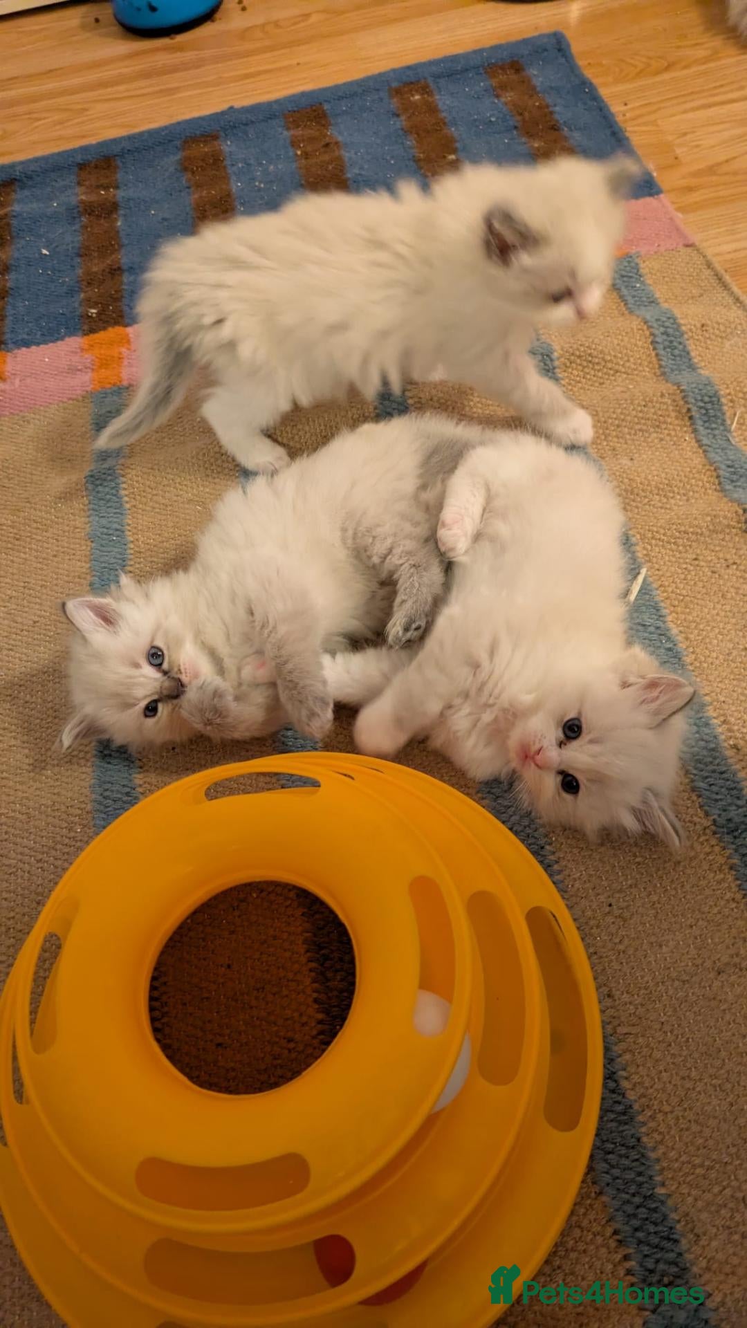 Ragdoll cats Stunning Ragdoll Kittens - TICA Registered  - Advert 1