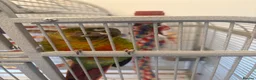 Conures birds for sale: Green Cheek Conure in Hayling Island - Advert 5