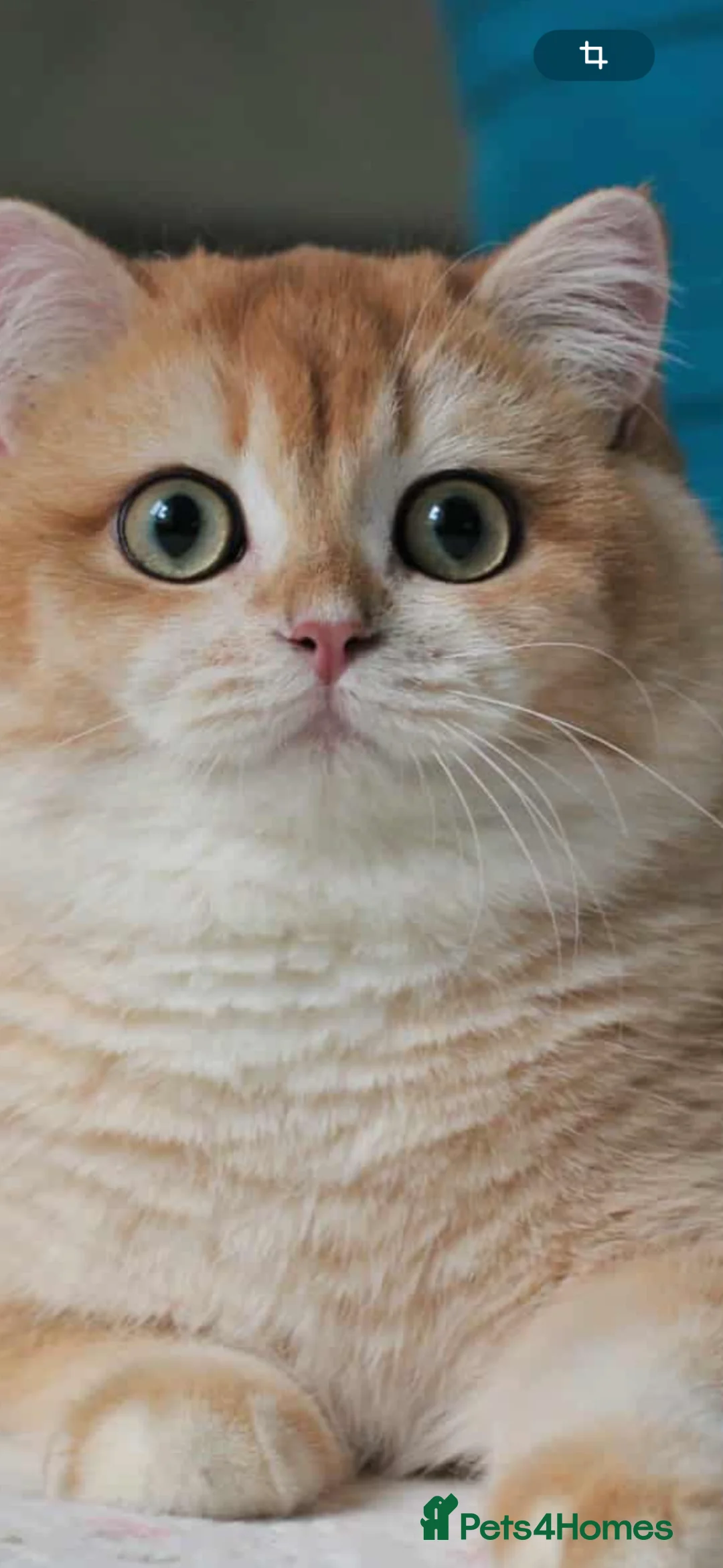 British Shorthair cats for stud: Exceptional NY12 BRI Black Golden Shell - Advert 2