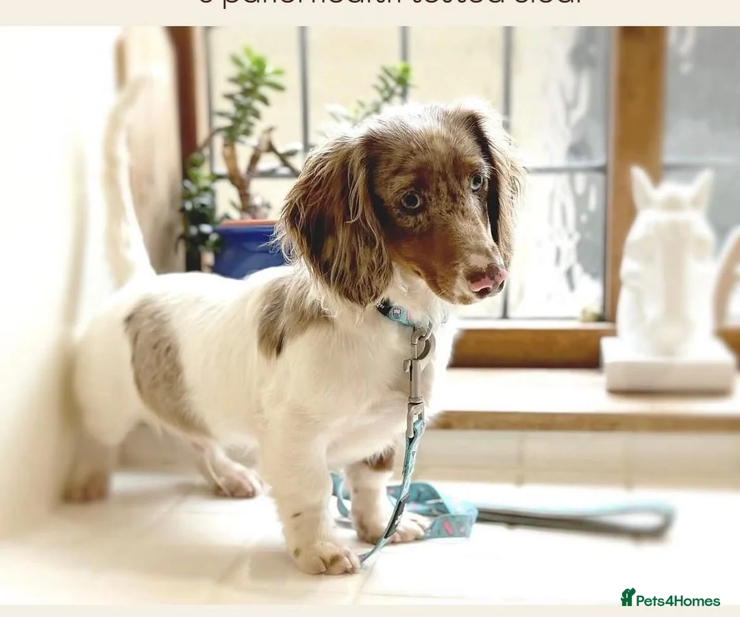 Dachshund dogs for sale: Dachshund Puppies - Advert 8