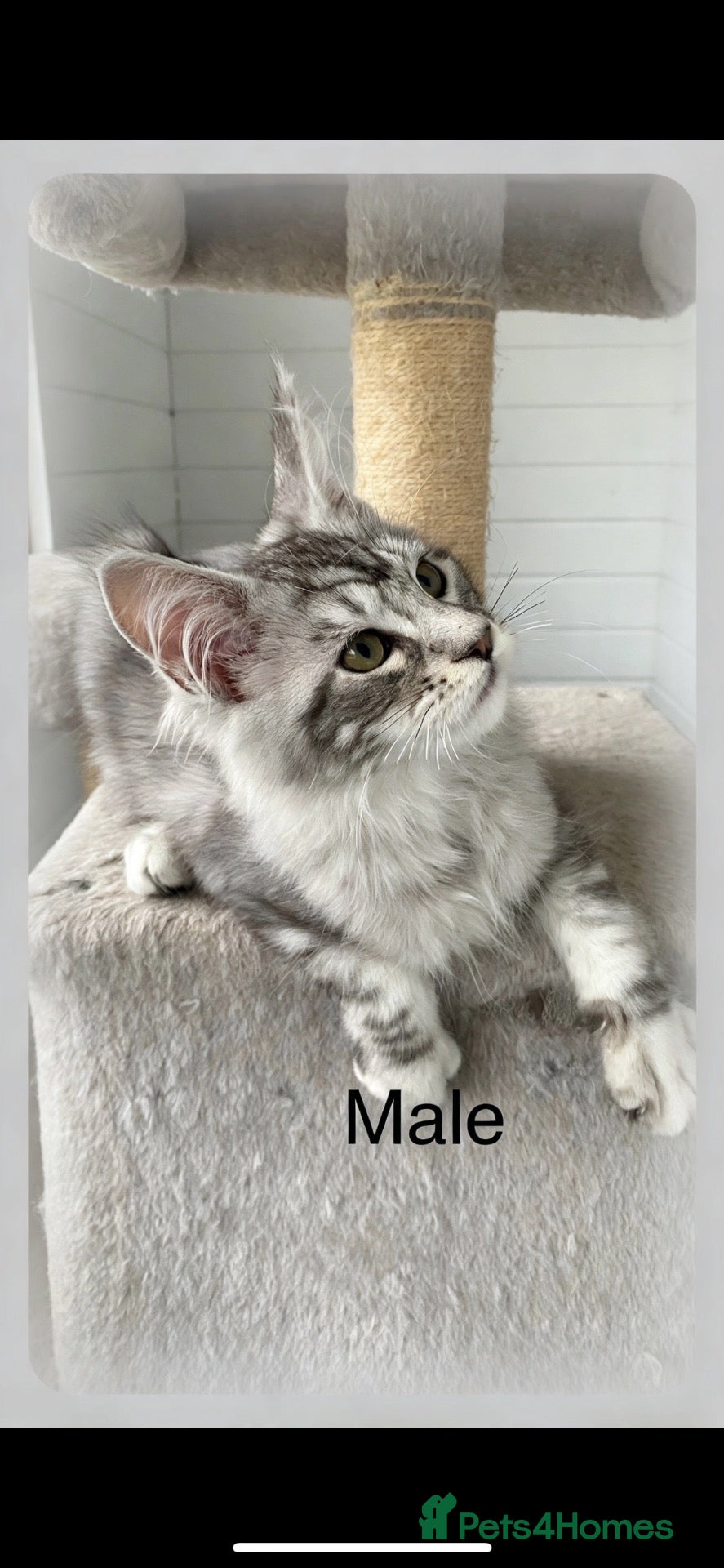 Maine Coon cats GCCF registered Maine coons - Advert 1