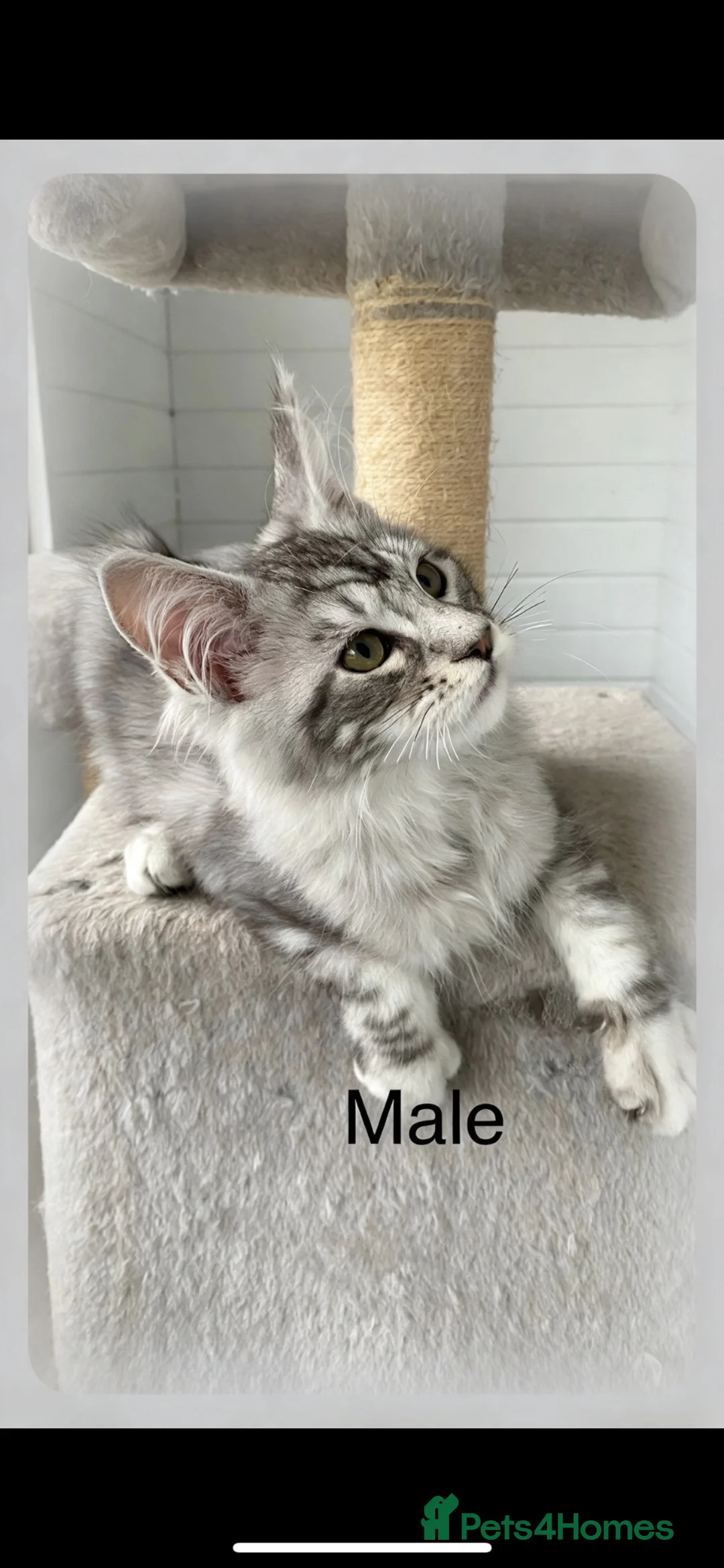 Maine Coon cats for sale: GCCF registered Maine coons - Advert 1