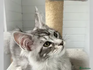 Maine Coon cats GCCF registered Maine coons - Advert 1