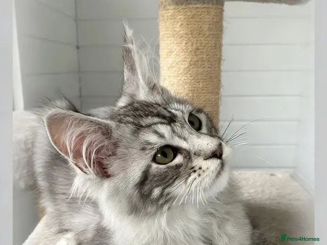Maine Coon cats GCCF registered Maine coons - Advert 22