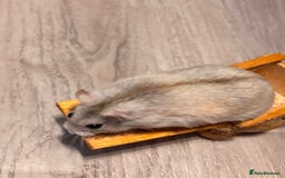 Hamster rodents for sale: Supertamed Russian white dwarf Baby Hamsters - Image 12