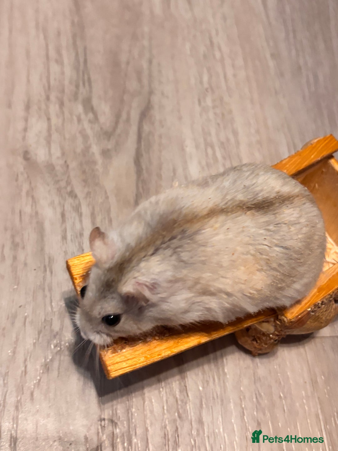 Hamster rodents for sale: Supertamed Russian white dwarf Baby Hamsters - Image 12