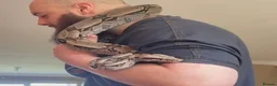 Boa Snake reptiles for sale: True Guyanese red tail (BCC) Boa with viv  - Advert 1