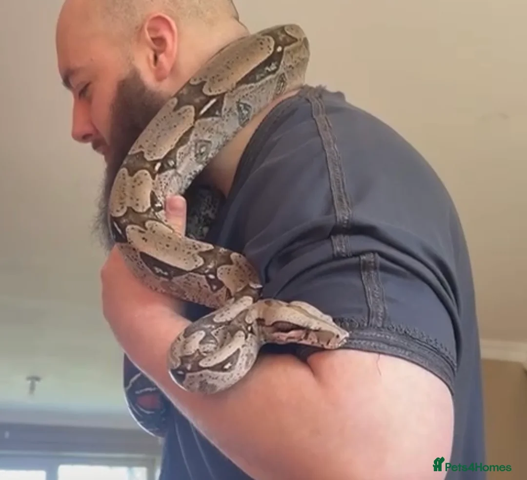 Boa Snake reptiles for sale: True Guyanese red tail (BCC) Boa with viv  - Advert 1