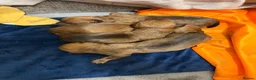 Dachshund dogs for sale: 4 beautiful dachshunds  - Advert 16