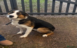 Border Collie dogs for sale: Beautiful Male Border Collie - Image 2