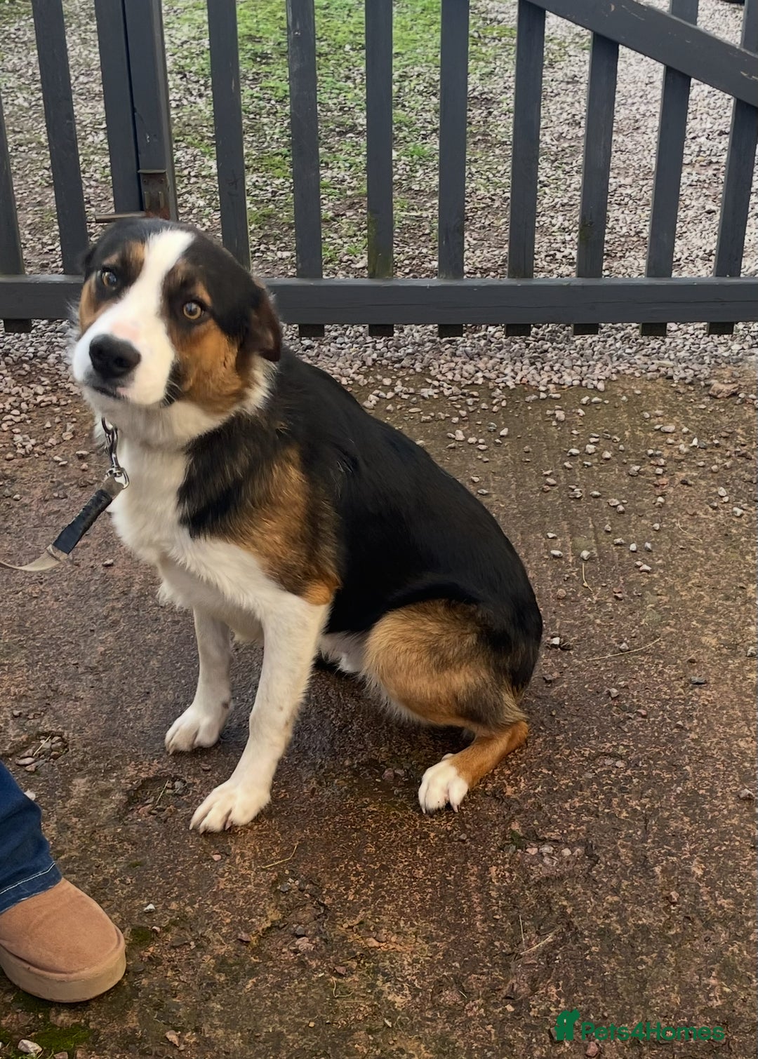 Border Collie dogs for sale: Beautiful Male Border Collie - Image 2